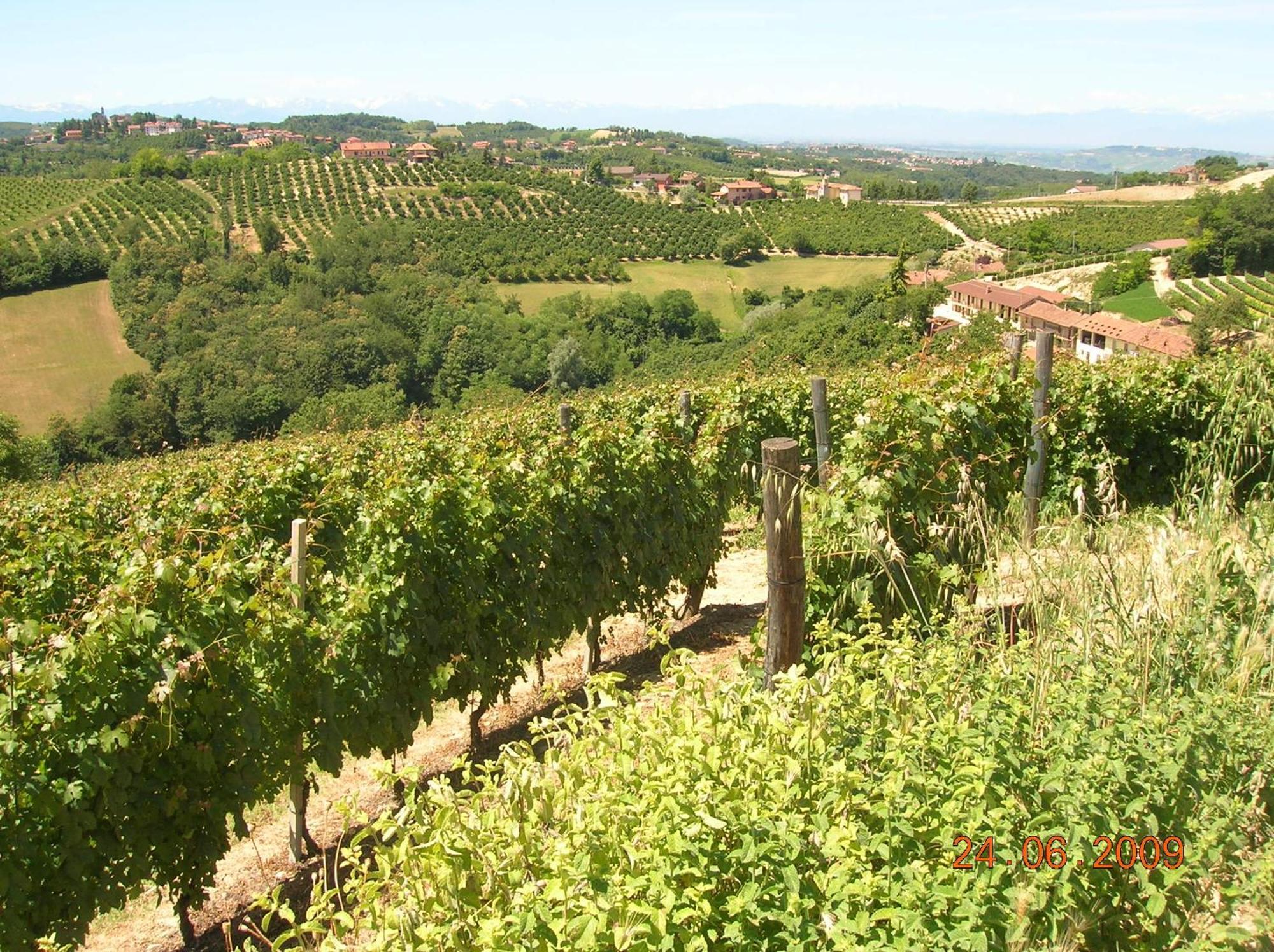 Tenuta Calabiana Diano dʼAlba Zewnętrze zdjęcie